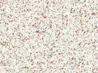 PREMIUM - 4208 NEOTERRA Soraya